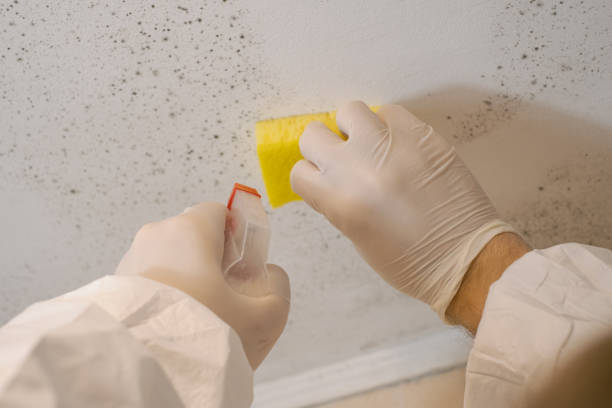 Mold Documentation for Insurance Claims in Ellsworth, ME